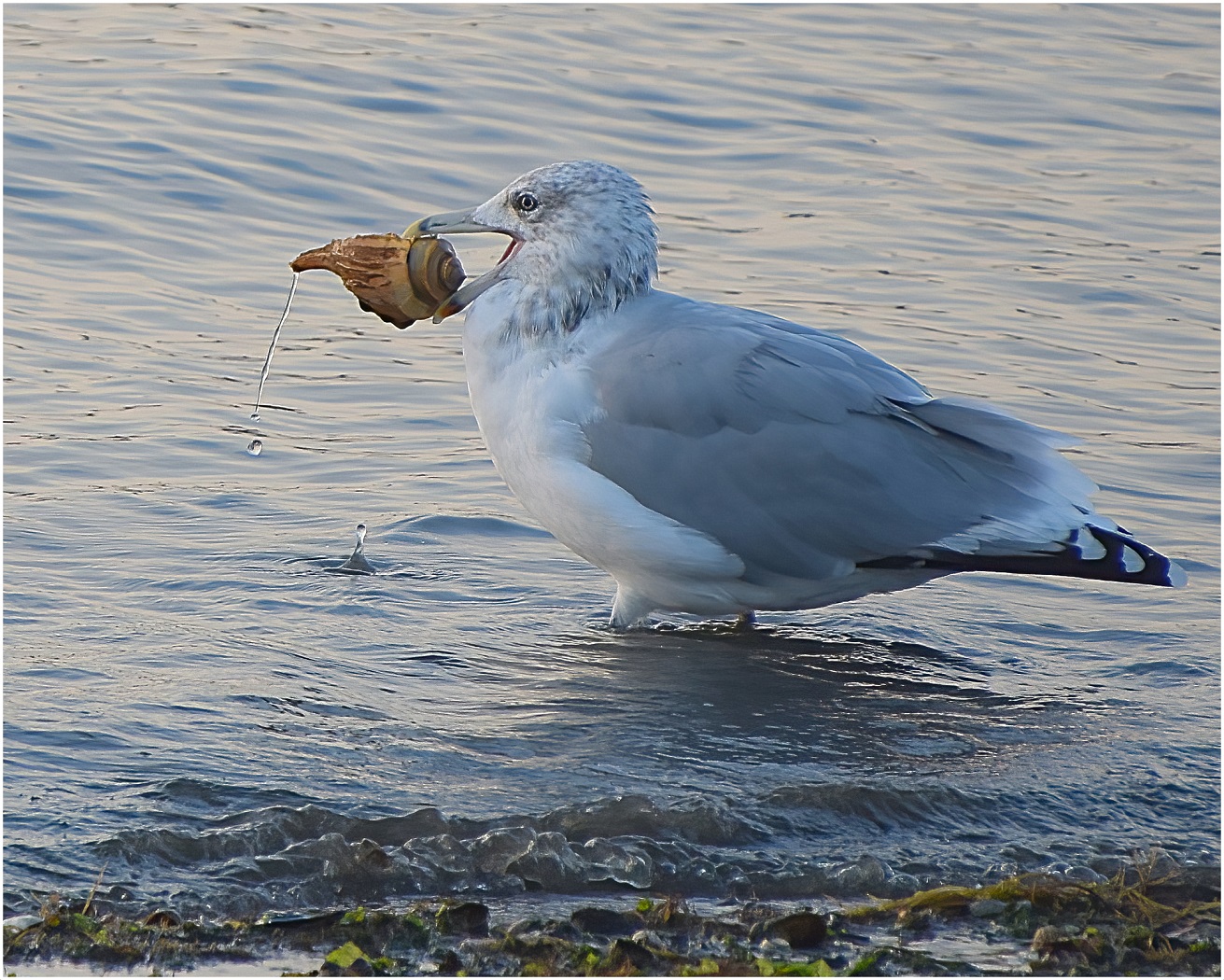 Nature In Class A By Arthur Meole For How Do I Get This Open SEP-2022.jpg